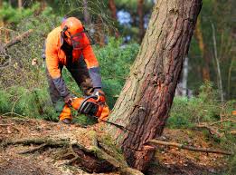 Best Tree Trimming and Pruning  in Marlin, TX