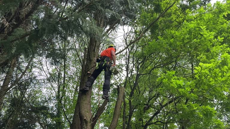 Best Tree Preservation Services  in Marlin, TX